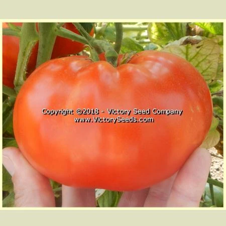 Large Lucky Red Tomato - Image 2