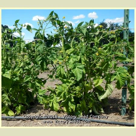 Large Lucky Red Tomato - Image 3