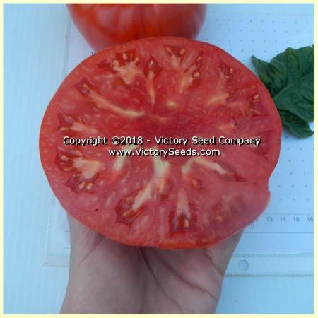 Large Lucky Red Tomato - Image 6