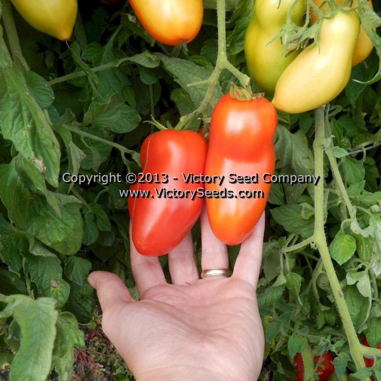 Libby's Pride Tomato