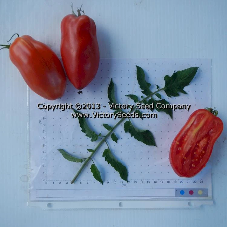 Libby's Pride Tomato - Image 4