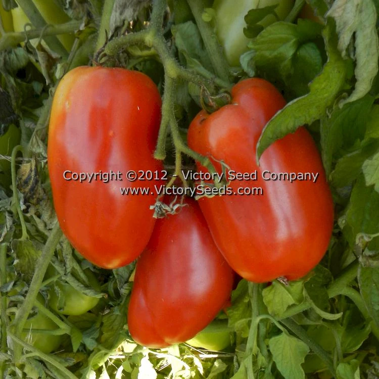 Libby's Pride Tomato - Image 2