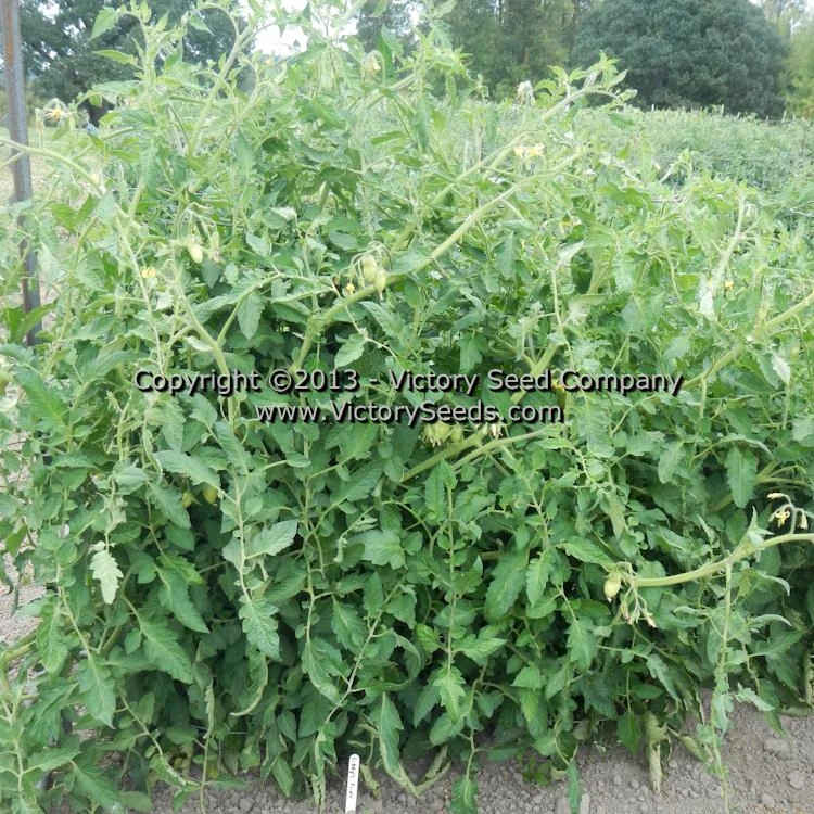 Libby's Pride Tomato - Image 3