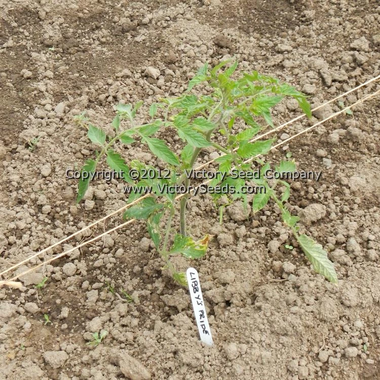 Libby's Pride Tomato - Image 6