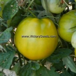 Lime Green Salad Tomato