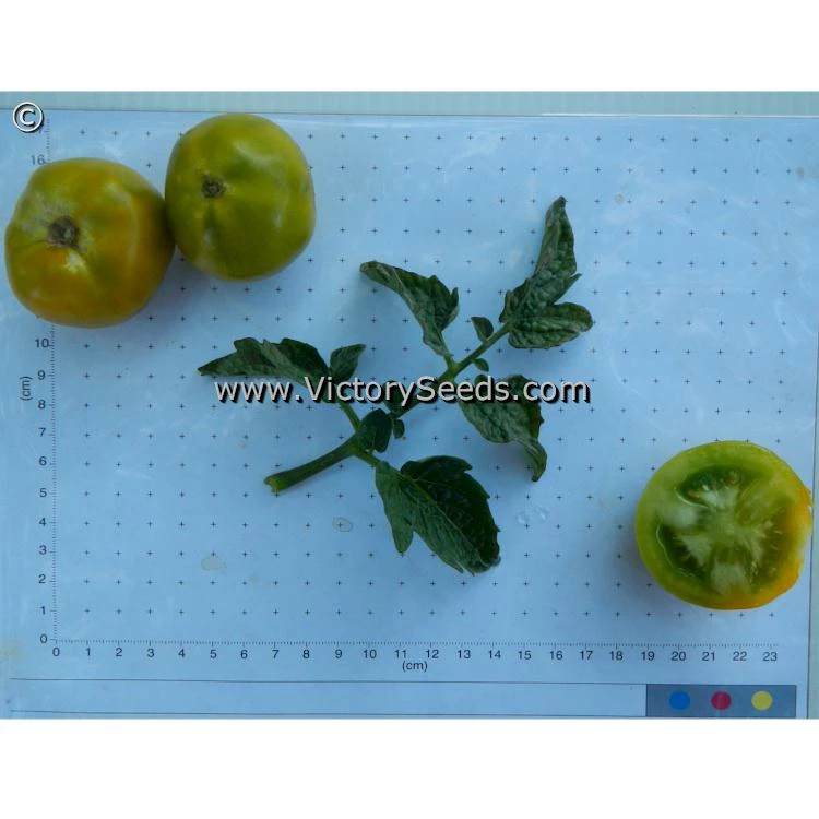 Lime Green Salad Tomato - Image 6