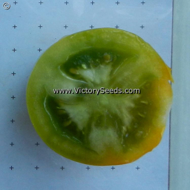 Lime Green Salad Tomato - Image 2