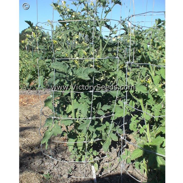 Lime Green Salad Tomato - Image 3