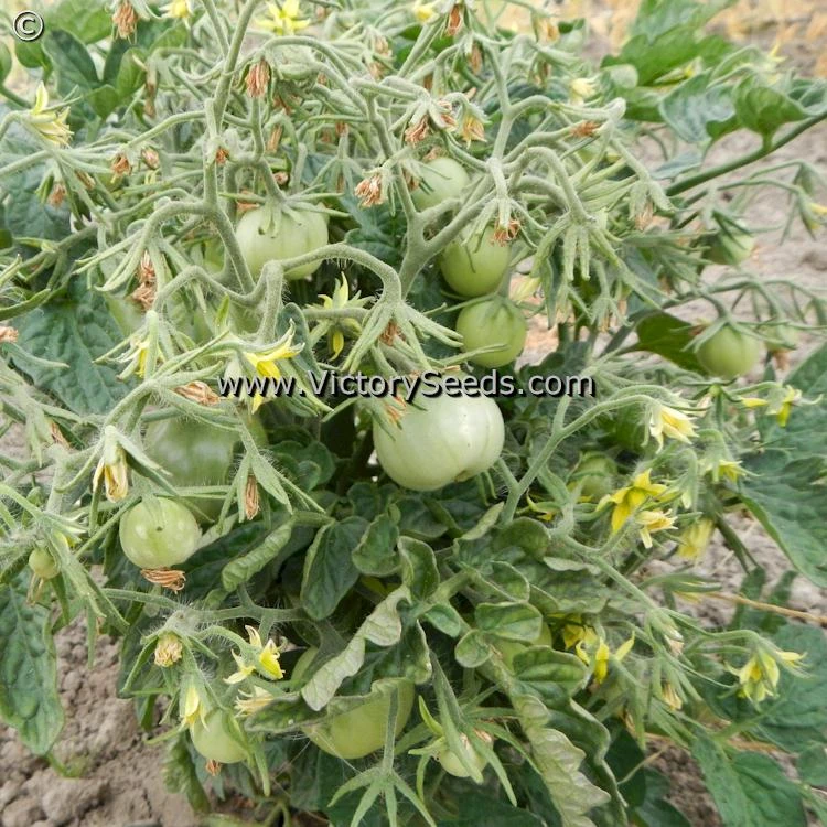 Lime Green Salad Tomato - Image 4