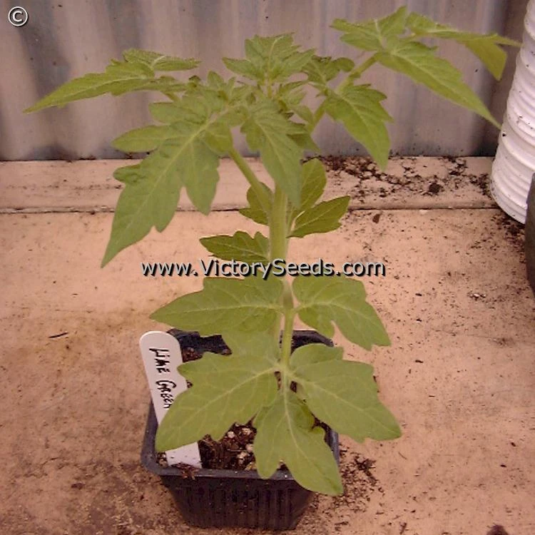 Lime Green Salad Tomato - Image 7