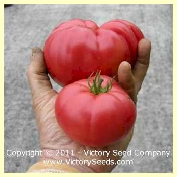 Lincoln-Adams Tomato