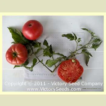 Lincoln-Adams Tomato - Image 2