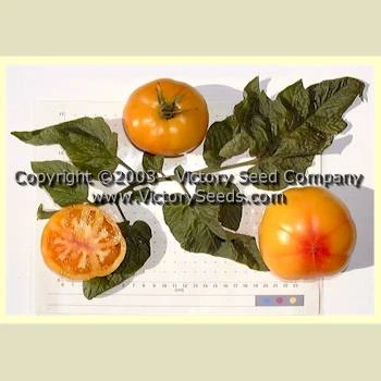 Little Lucky Tomato - Image 2