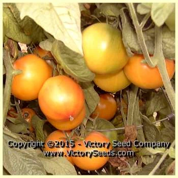 Little Lucky Tomato - Image 5