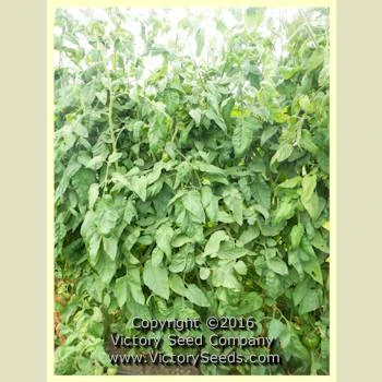 Little Lucky Tomato - Image 4