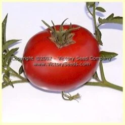 Livingston's Beauty Tomato