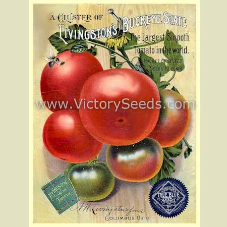 Buckeye State Tomato - Image 5