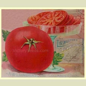 Buckeye State Tomato - Image 6