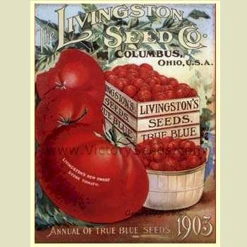 Livingston's Dwarf Stone Tomato - Image 4