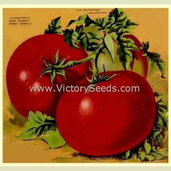 Livingston's Dwarf Stone Tomato - Image 7