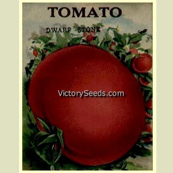 Livingston's Dwarf Stone Tomato - Image 8