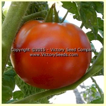 Livingston's Dwarf Stone Tomato - Image 6