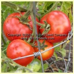 Livingston's Dwarf Stone Tomato