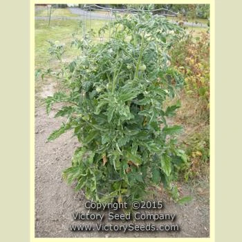 Livingston's Dwarf Stone Tomato - Image 5