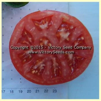 Livingston's Dwarf Stone Tomato - Image 3