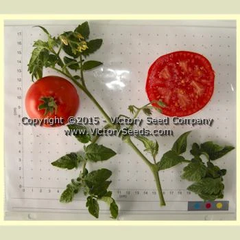 Livingston's Dwarf Stone Tomato - Image 2