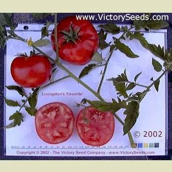 Livingston's Favorite Tomato - Image 6