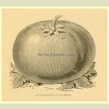 Livingston's Favorite Tomato - Image 2