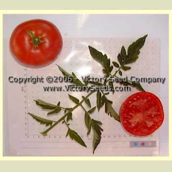 Livingston's Favorite Tomato - Image 4