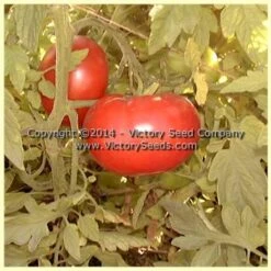 Livingston's Favorite Tomato