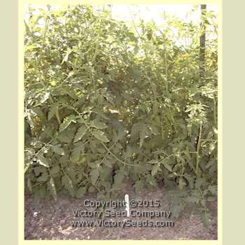 Livingston's Favorite Tomato - Image 5