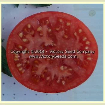 Livingston's Favorite Tomato - Image 3