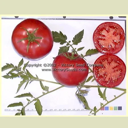 Livingston's Globe Tomato - Image 3