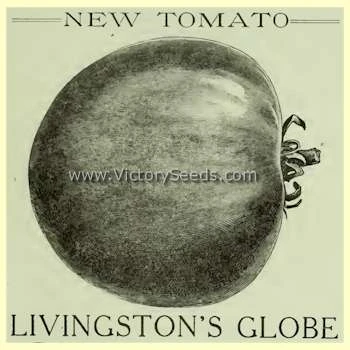 Livingston's Globe Tomato - Image 5