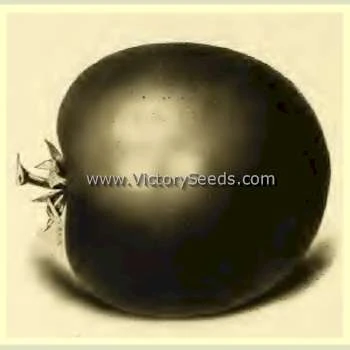 Livingston's Globe Tomato - Image 6