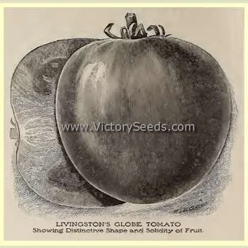 Livingston's Globe Tomato - Image 7