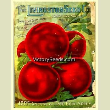 Livingston's Globe Tomato - Image 8