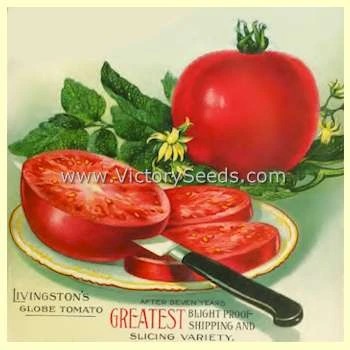 Livingston's Globe Tomato - Image 9