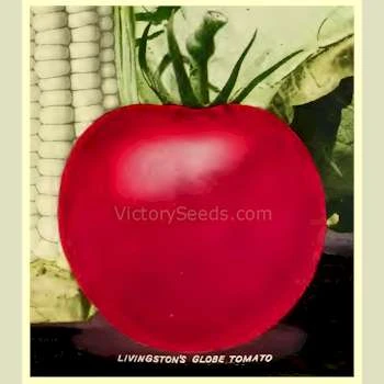 Livingston's Globe Tomato - Image 10