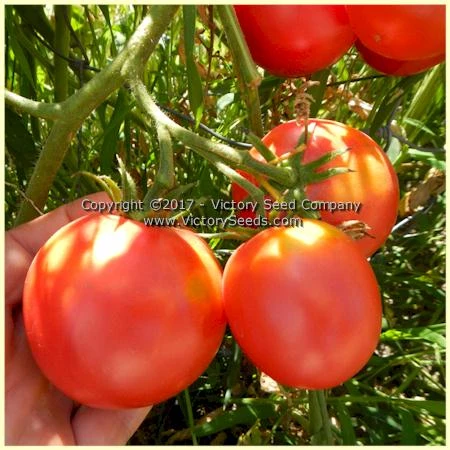 Livingston's Globe Tomato