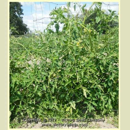 Livingston's Globe Tomato - Image 2