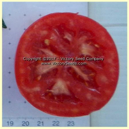 Livingston's Globe Tomato - Image 4