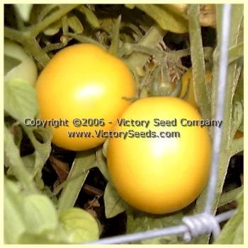 Livingston's Gold Ball Tomato
