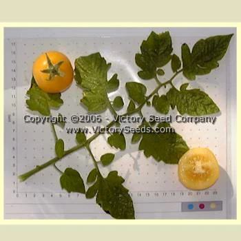 Livingston's Gold Ball Tomato - Image 3