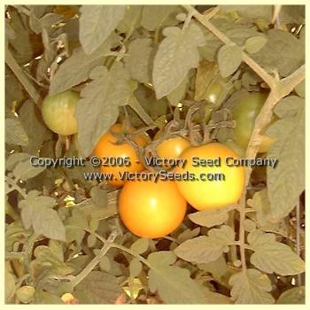 Livingston's Gold Ball Tomato - Image 2