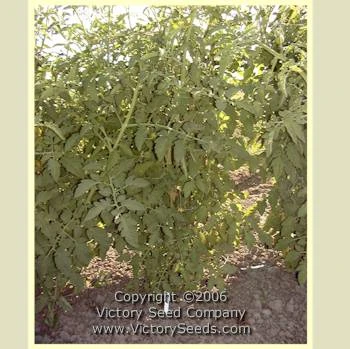 Livingston's Gold Ball Tomato - Image 5